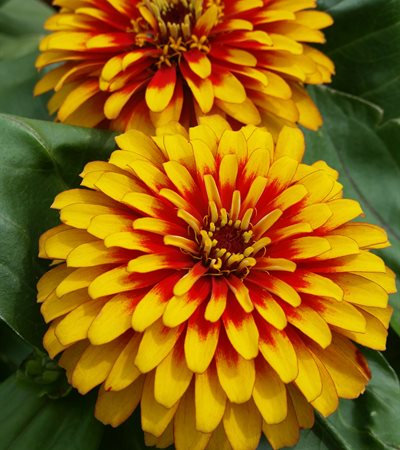 Zinnia Swizzle Scarlet and Yellow